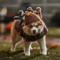 Frisco Squirrels & Nuts Ride-On Dog & Cat Costume 10 Frisco Squirrels & Nuts Ride-On Dog & Cat Costume -Pup Haven Sales Store 709422 PT7. AC SS1800 V1689270909