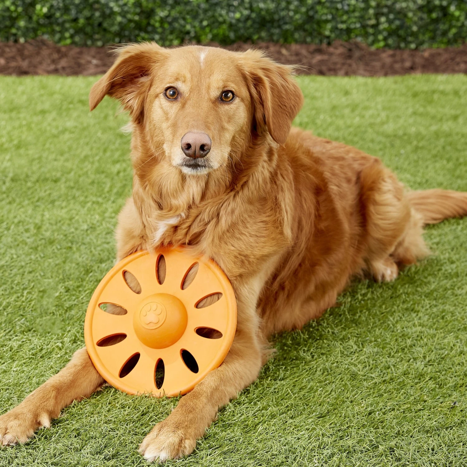 JW Pet Whirlwheel Flying Disk Dog Toy, Color Varies 5 JW Pet Whirlwheel Flying Disk Dog Toy, Color Varies - Image 5