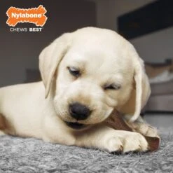 Nylabone Puppy Chew Stages Triple Pack Chewy Toys Puppy Stages Triple Pack 15 Nylabone Puppy Chew Stages Triple Pack Chewy Toys Puppy Stages Triple Pack -Pup Haven Sales Store 737998 PT7. AC SS1800 V1693419925