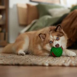 Frisco Holiday Fetch Squeaky Tennis Ball With Rubber Sleeve Dog Toy 7 Frisco Holiday Fetch Squeaky Tennis Ball With Rubber Sleeve Dog Toy -Pup Haven Sales Store 739686 PT3. AC SS1800 V1694812401