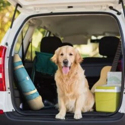 Max & Marlow Go Gear Portable Waterproof Roll-Up Cat & Dog Bed Mat 10 Max & Marlow Go Gear Portable Waterproof Roll-Up Cat & Dog Bed Mat -Pup Haven Sales Store 741934 PT2. AC SS1800 V1674069800