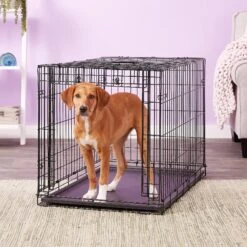 MidWest Ovation Single Door Collapsible Wire Dog Crate