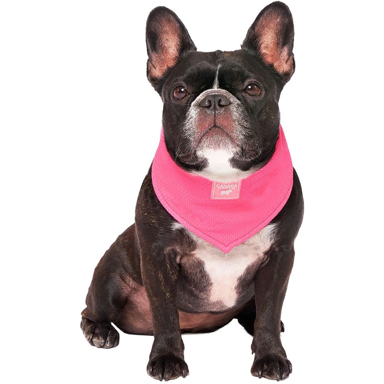 Canada Pooch Chill Seeker Cooling Dog Bandana 2 Canada Pooch Chill Seeker Cooling Dog Bandana - Image 2