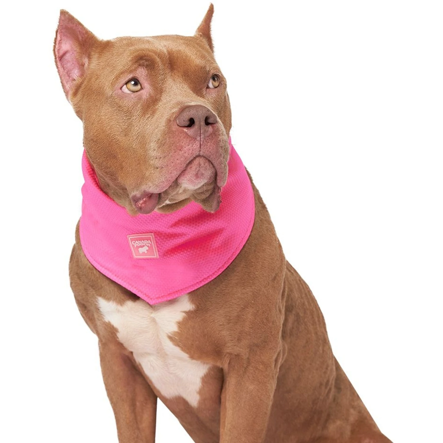 Canada Pooch Chill Seeker Cooling Dog Bandana 3 Canada Pooch Chill Seeker Cooling Dog Bandana - Image 3