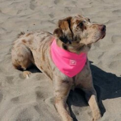 Canada Pooch Chill Seeker Cooling Dog Bandana 7 Canada Pooch Chill Seeker Cooling Dog Bandana -Pup Haven Sales Store 758750 PT3. AC SS1800 V1677535639