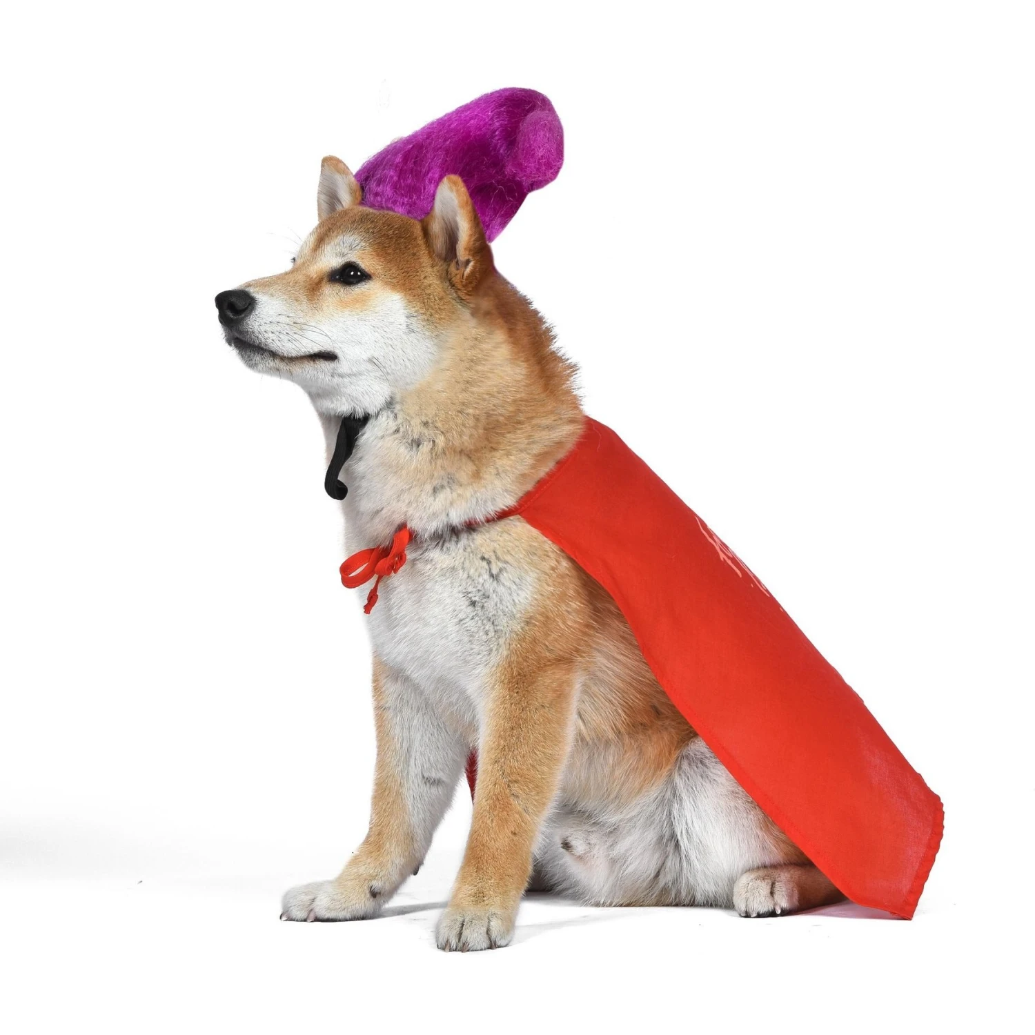 Disney Hocus Pocus Halloween Mary Sanderson Cape & Pet Wig Dog Costume With PVC Bag & Insert Card 5 Disney Hocus Pocus Halloween Mary Sanderson Cape & Pet Wig Dog Costume With PVC Bag & Insert Card - Image 5