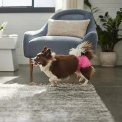 Skout's Honor Laundry Booster Stain & Odor Removal Additive, 32-oz Bottle & Frisco Washable Female Diaper -Pup Haven Sales Store 773022 PT8. AC SS1800 V1676749103