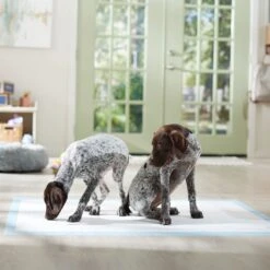 Frisco Mega Non-Skid Ultra Premium Dog Training & Potty Pads -Pup Haven Sales Store 793822 PT6. AC SS1800 V1683033862