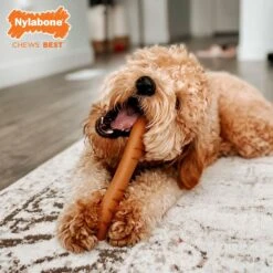 Nylabone Power Chew Baguette Dog Toy Chicken -Pup Haven Sales Store 794742 PT3. AC SS1800 V1689703734