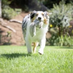 Hyper Pet Doggie Tail Interactive Dog Toy 14 Hyper Pet Doggie Tail Interactive Dog Toy -Pup Haven Sales Store 80151 PT6. AC SS1800 V1639093362