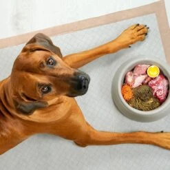 Chew + Heal Max Protect Ultra Absorbent Dog Potty Pads, 30 X 36-in -Pup Haven Sales Store 804806 PT5. AC SS1800 V1679000607