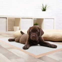 Chew + Heal Max Protect Ultra Absorbent Dog Potty Pads, 30 X 36-in -Pup Haven Sales Store 804806 PT7. AC SS1800 V1678999817