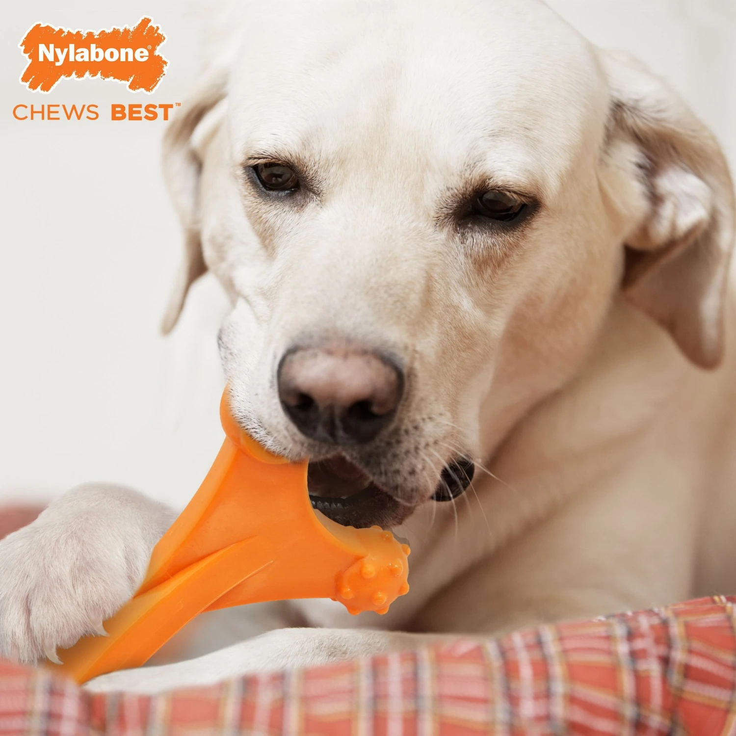 Nylabone Dog Toy Power Chew Dog Toy For Aggressive Chewers - Axis Bone Dog Toy - Bacon 2 Nylabone Dog Toy Power Chew Dog Toy For Aggressive Chewers - Axis Bone Dog Toy - Bacon - Image 2