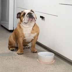 Waggo Habit Circle Silicone Dog & Cat Placemat, 2 Count -Pup Haven Sales Store 910598 PT2. AC SS1800 V1697760407