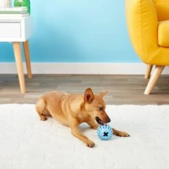 KONG Puppy Activity Ball Dog Toy, Color Varies -Pup Haven Sales Store 91191 PT5. AC SS1800 V1603156594