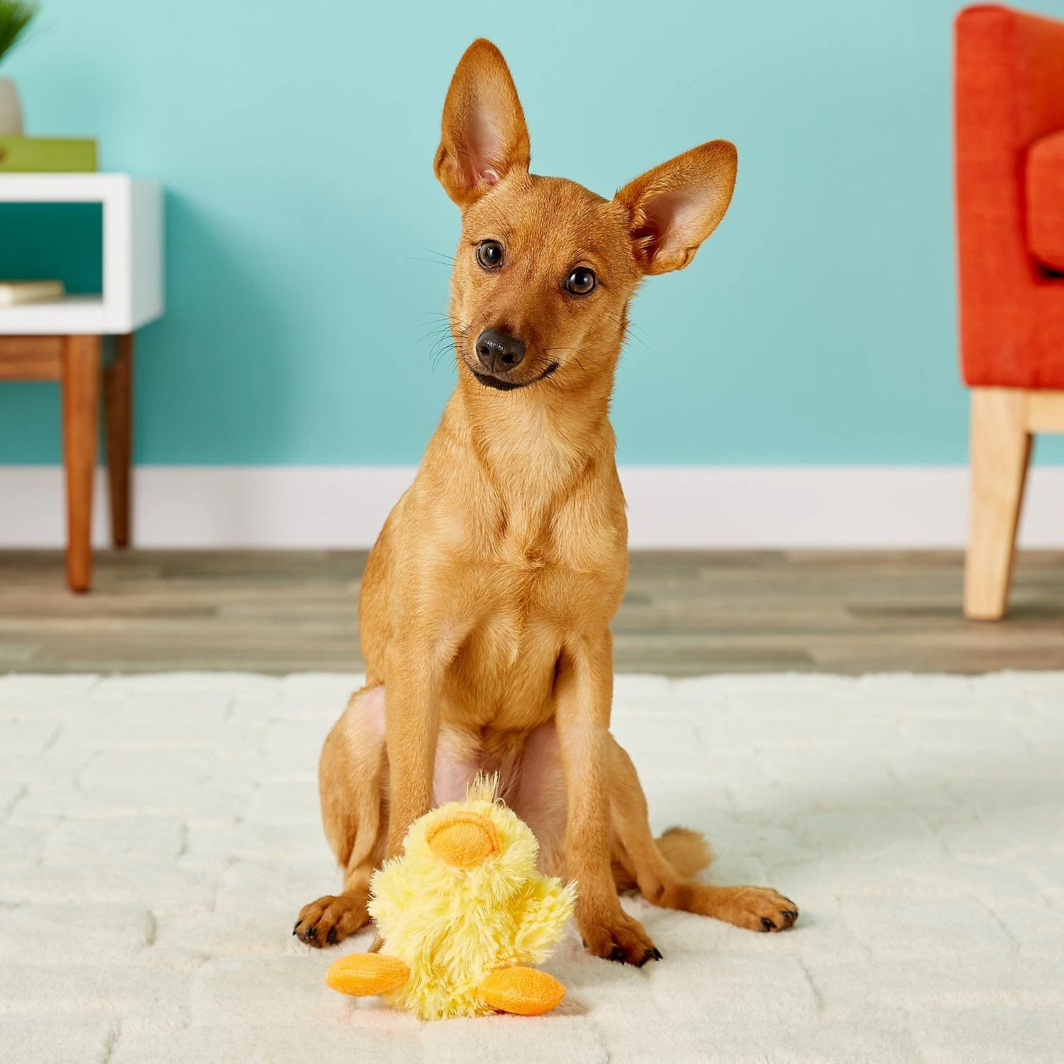 KONG Plush Teddy Bear Dog Toy & KONG Plush Duck Dog Toy 9 KONG Plush Teddy Bear Dog Toy & KONG Plush Duck Dog Toy - Image 9