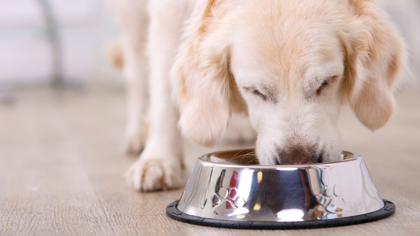 Pup Haven Sales Store -Pup Haven Sales Store Crocchette cane e croccantini gatto migliore cibo secco e umido per cani e gatti g3 1 large