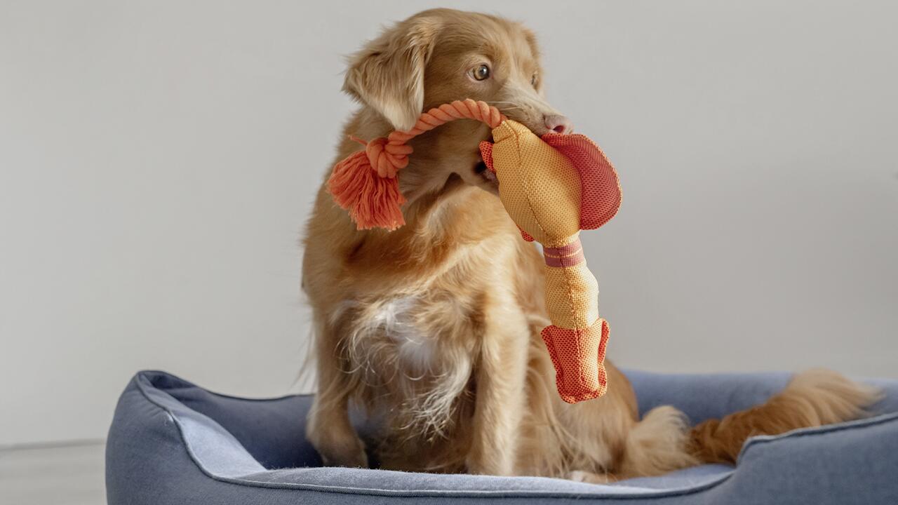 Pup Haven Sales Store -Pup Haven Sales Store Hundespielzeug